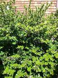 Natal Plum